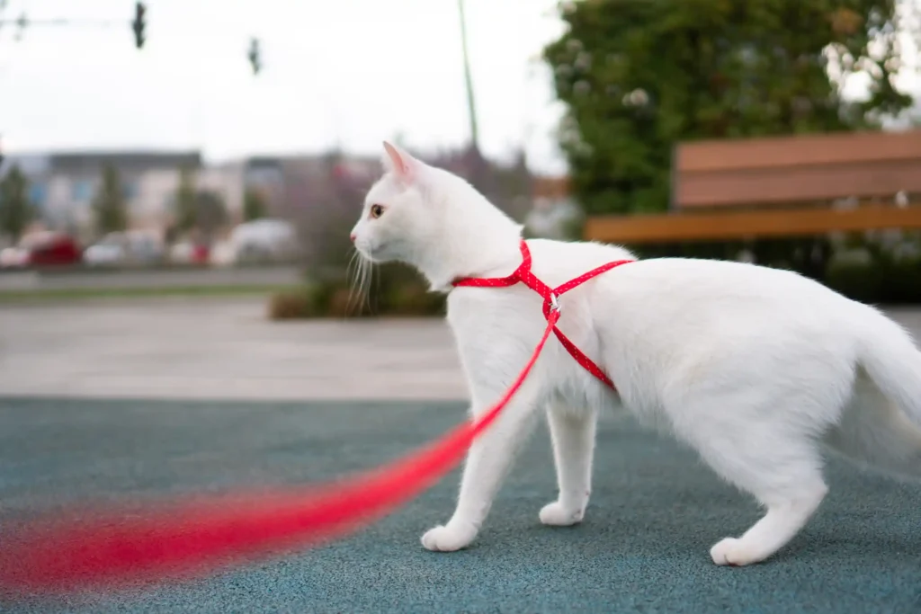Brinquedos e Acessórios para Gatos