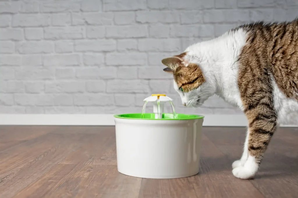 Brinquedos e Acessórios para Gatos