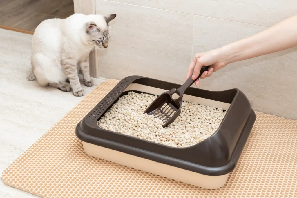 Brinquedos e Acessórios para Gatos