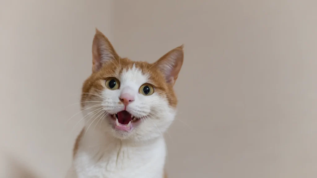 Sinais de dor em gatos