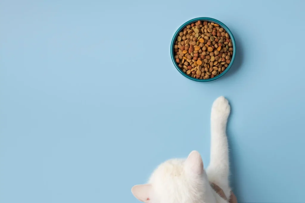 Alimentação em Diferentes Fases da Vida