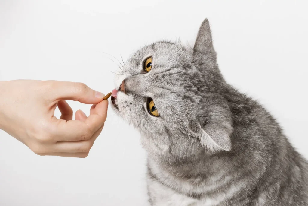 Como Escolher a Melhor Ração para Seu Gato