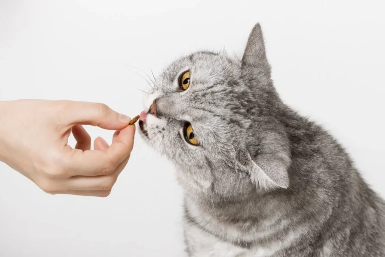 Como Escolher a Melhor Ração para Seu Gato