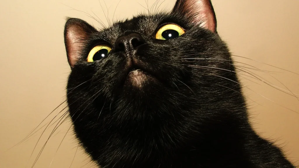 Gato preto