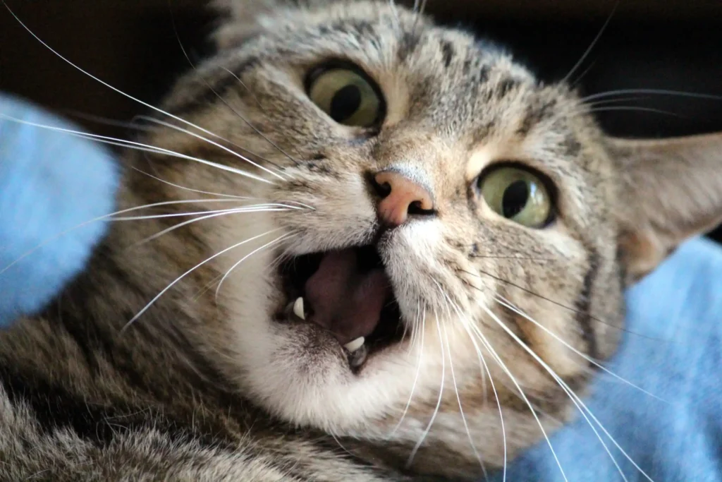Linguagem Corporal dos Gatos