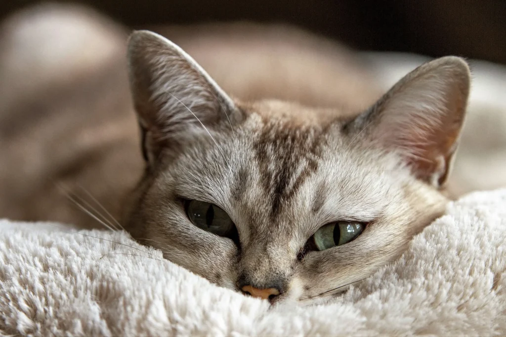 Raças de Gatos e Suas Particularidades