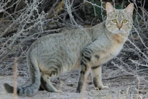 gatos selvagens africanos (Felis lybica)