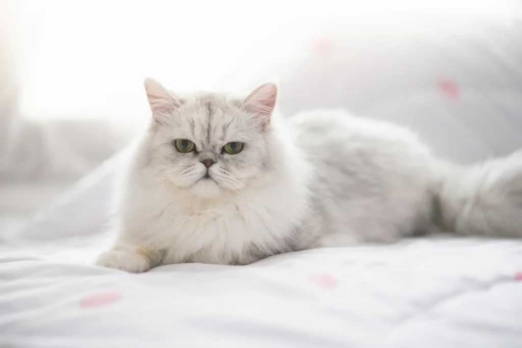 Persa – O Clássico Gato de Luxo