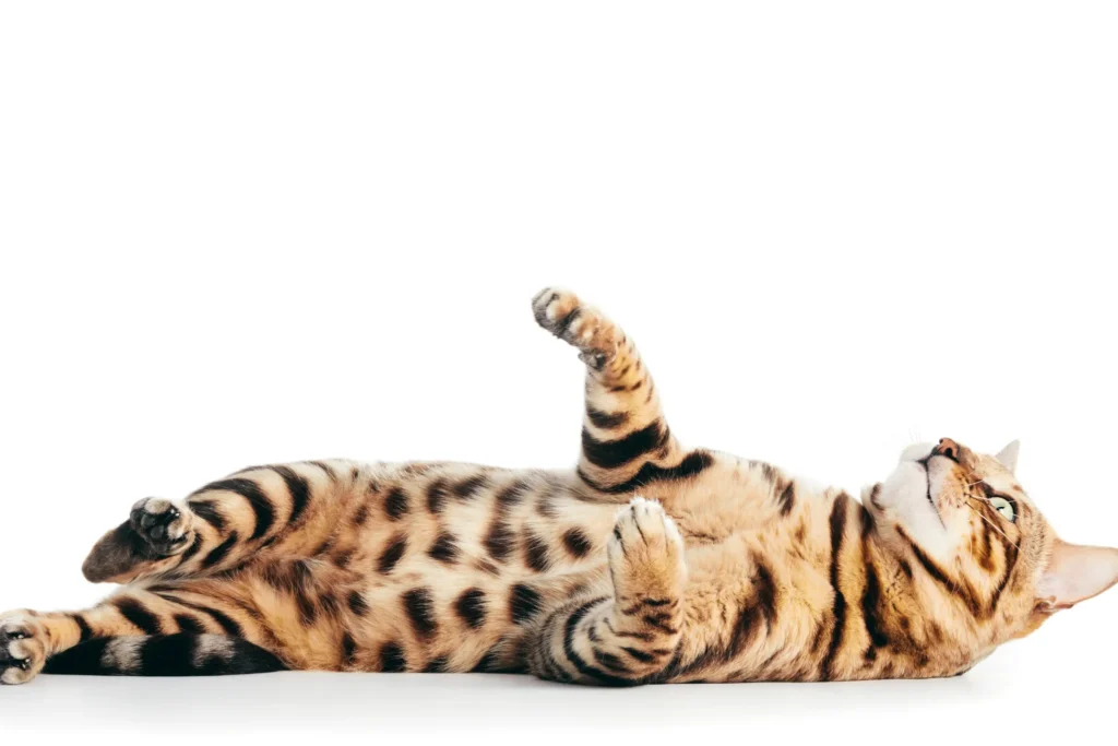 Raça de gato: Bengal – Energia e Beleza Selvagem