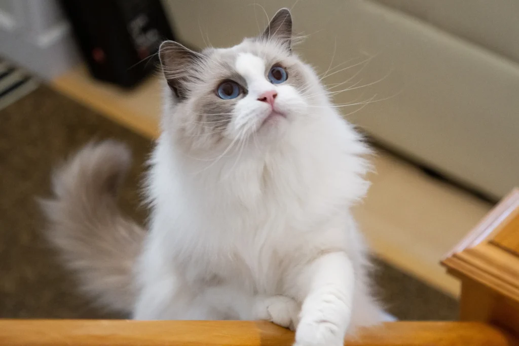 Ragdoll – O Gato de Colo Perfeito