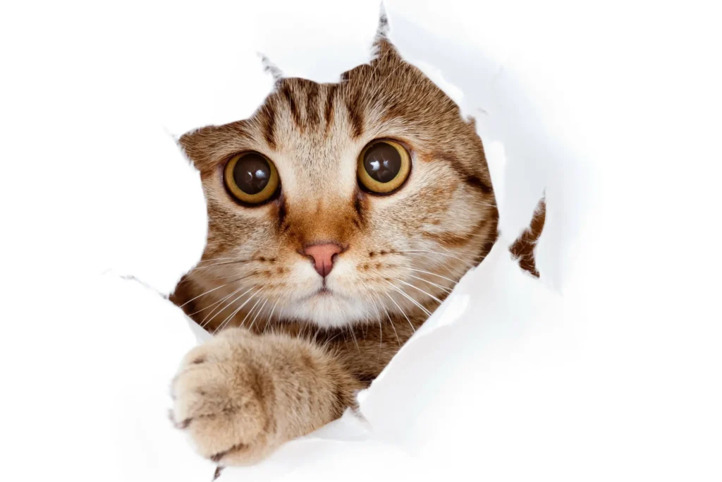 Problemas Comportamentais em gatos: Gato Medroso e Escondido