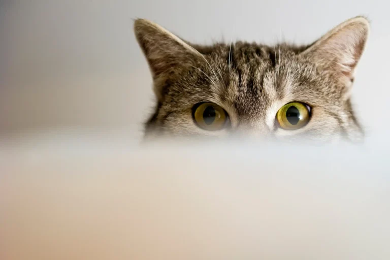Gatos e Socialização
