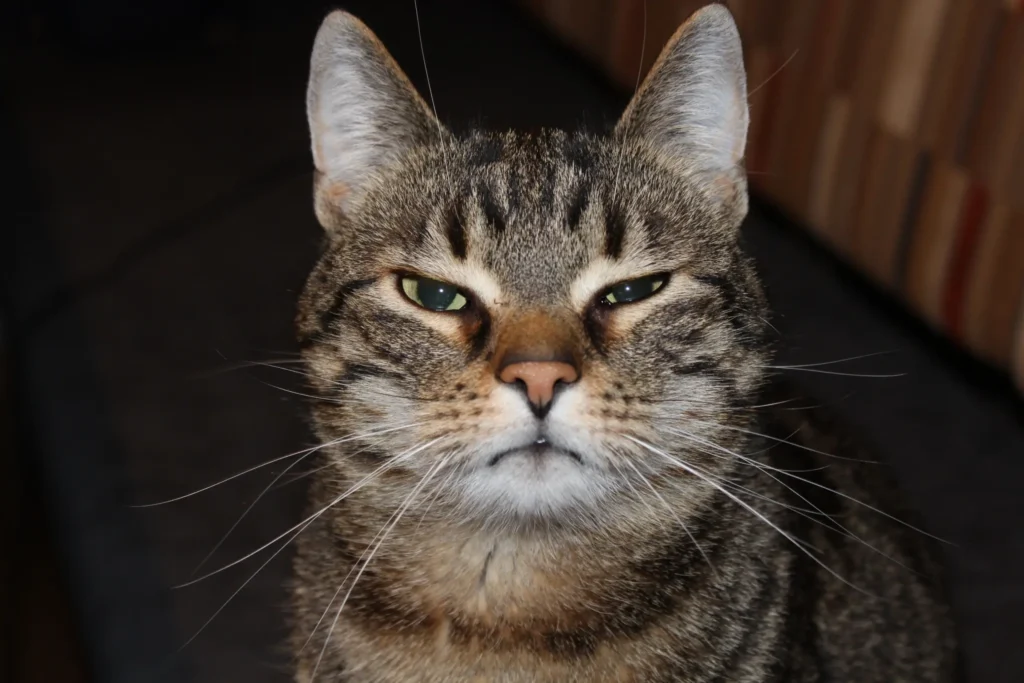 Problemas Comportamentais em Gatos: Agressividade Excessiva