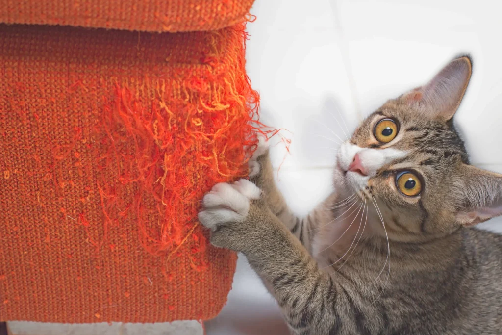 Problemas Comportamentais em Gatos: Arranhando Móveis e Objetos