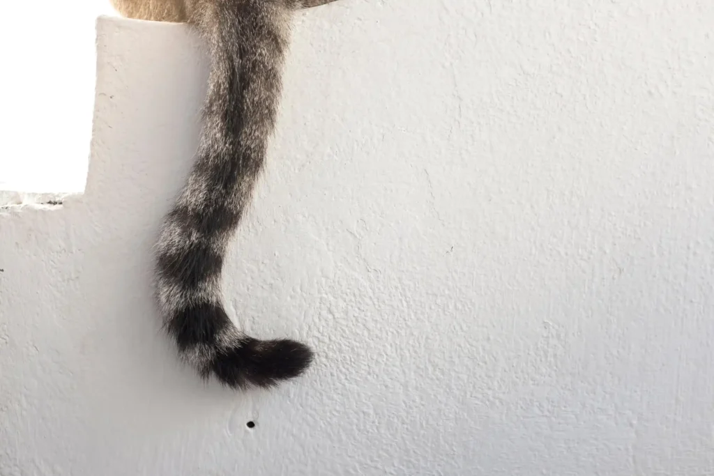 Cauda o termômetro Felino