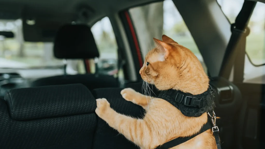 Viagem de carro com gatos