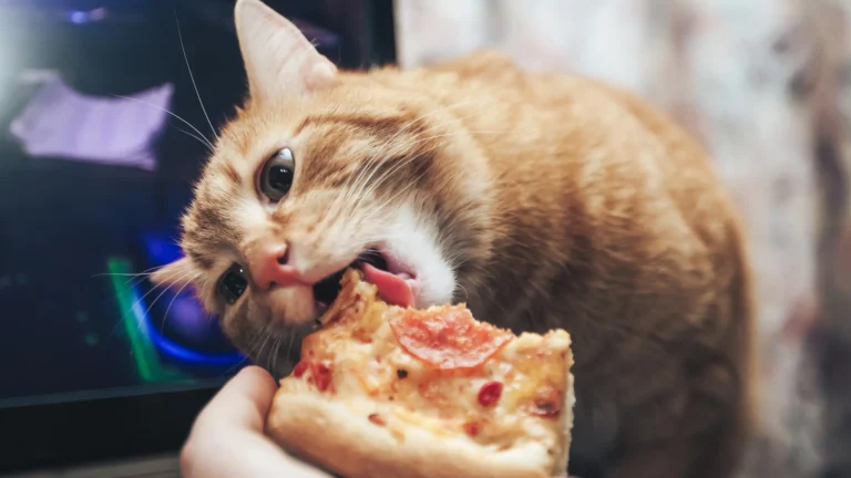 Alimentação ideal para gatos