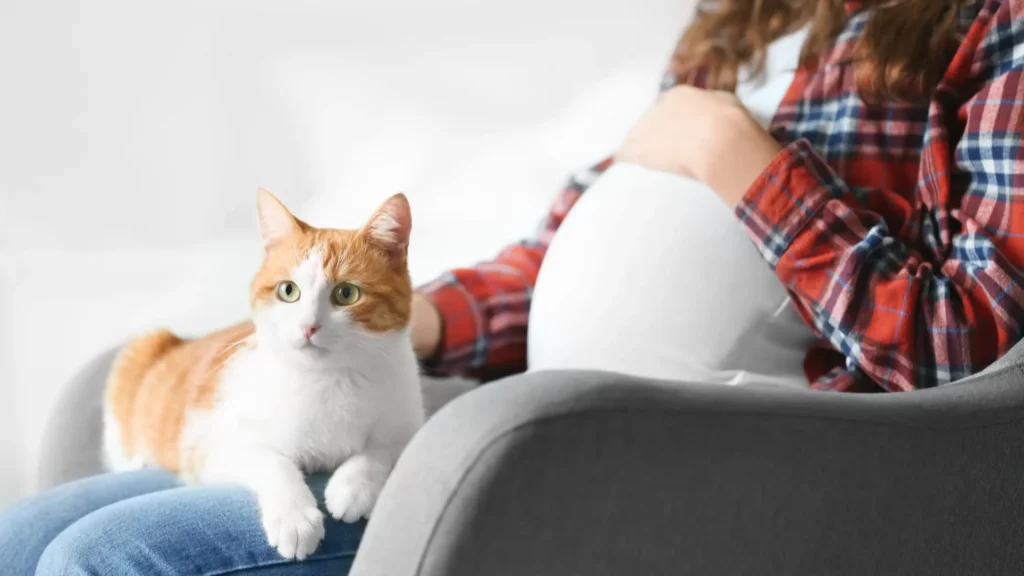 Grávidas podem ter gatos