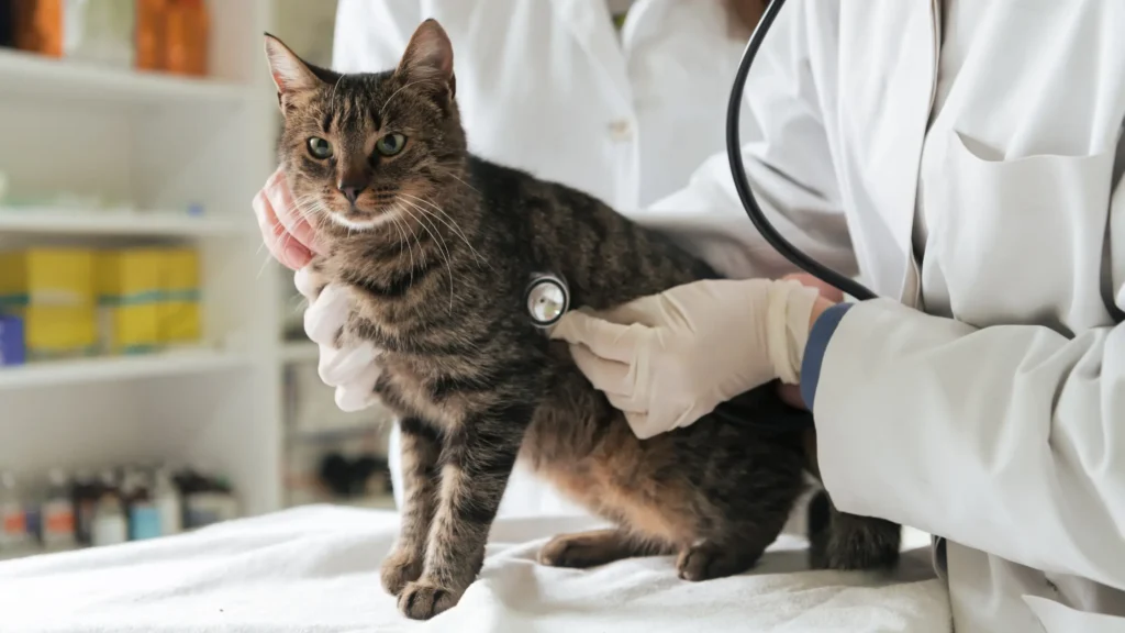 Quando levar o gato ao veterinário
