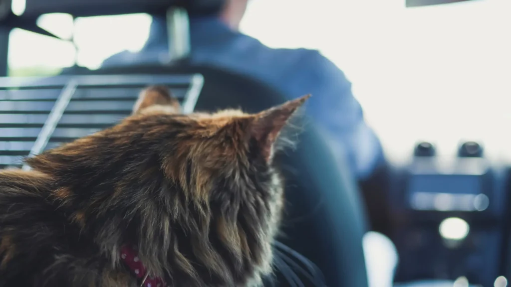 Viajar com Gatos: