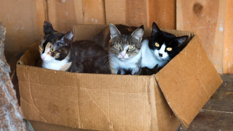 Gato resgatado: Como ajudá-lo a superar o medo?