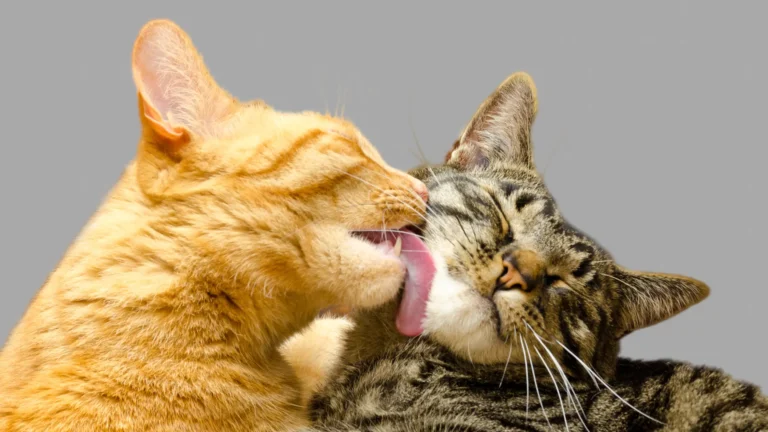 Apresentar um Novo Gato