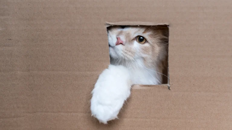 Dor em gatos idosos