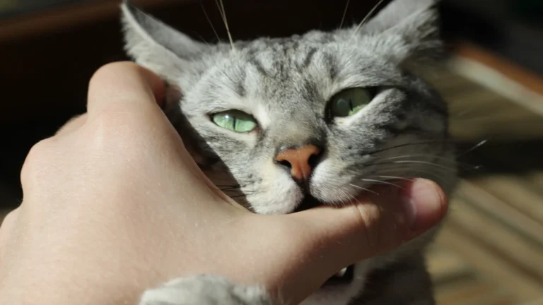 Gato Morde