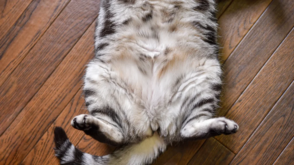 fatos mostram a barriga