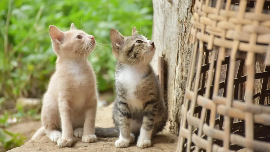 Adotar um gato filhote